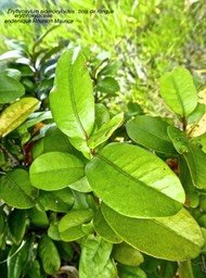 Erythroxylum sideroxyloides . bois de rongue .P1600588