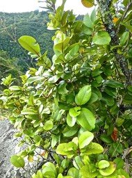 Erythroxylum sideroxyloides . bois de rongue . erythroxylaceae .endémique Réunion Maurice P1600587