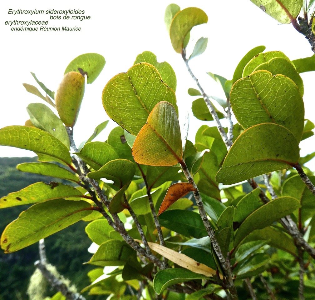 Erythroxylum sideroxyloides . bois de rongue .P1600589