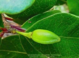 fruit de Erythroxylum sideroxyloides . bois de rongue .P1600737