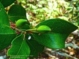 fruits de Erythroxylum sideroxyloides . bois de rongue .P1600727
