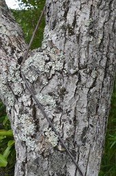 Racine du Ficus à l'oeuvre