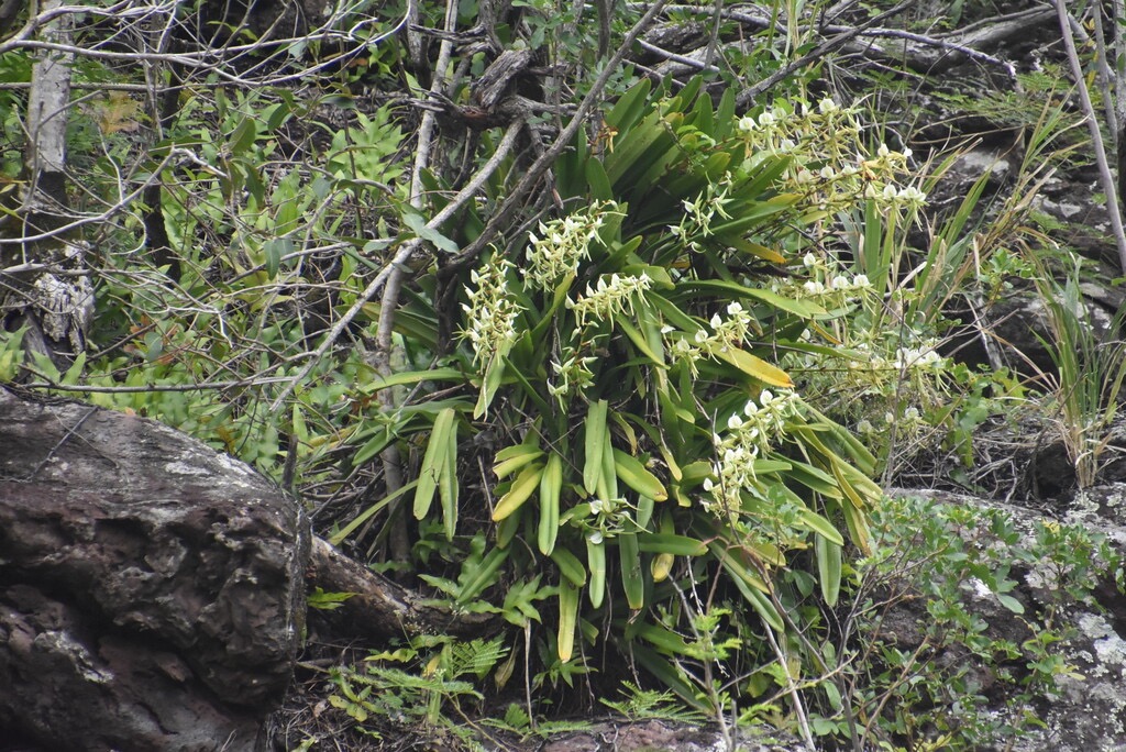 Angraecum_eburneum_Petite_comete-EPIDENDROIDEAE-Indigene_Reunion-MB4_1391.jpg
