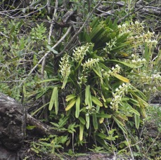 Angraecum_eburneum_Petite_comete-EPIDENDROIDEAE-Indigene_Reunion-MB4_1391.jpg