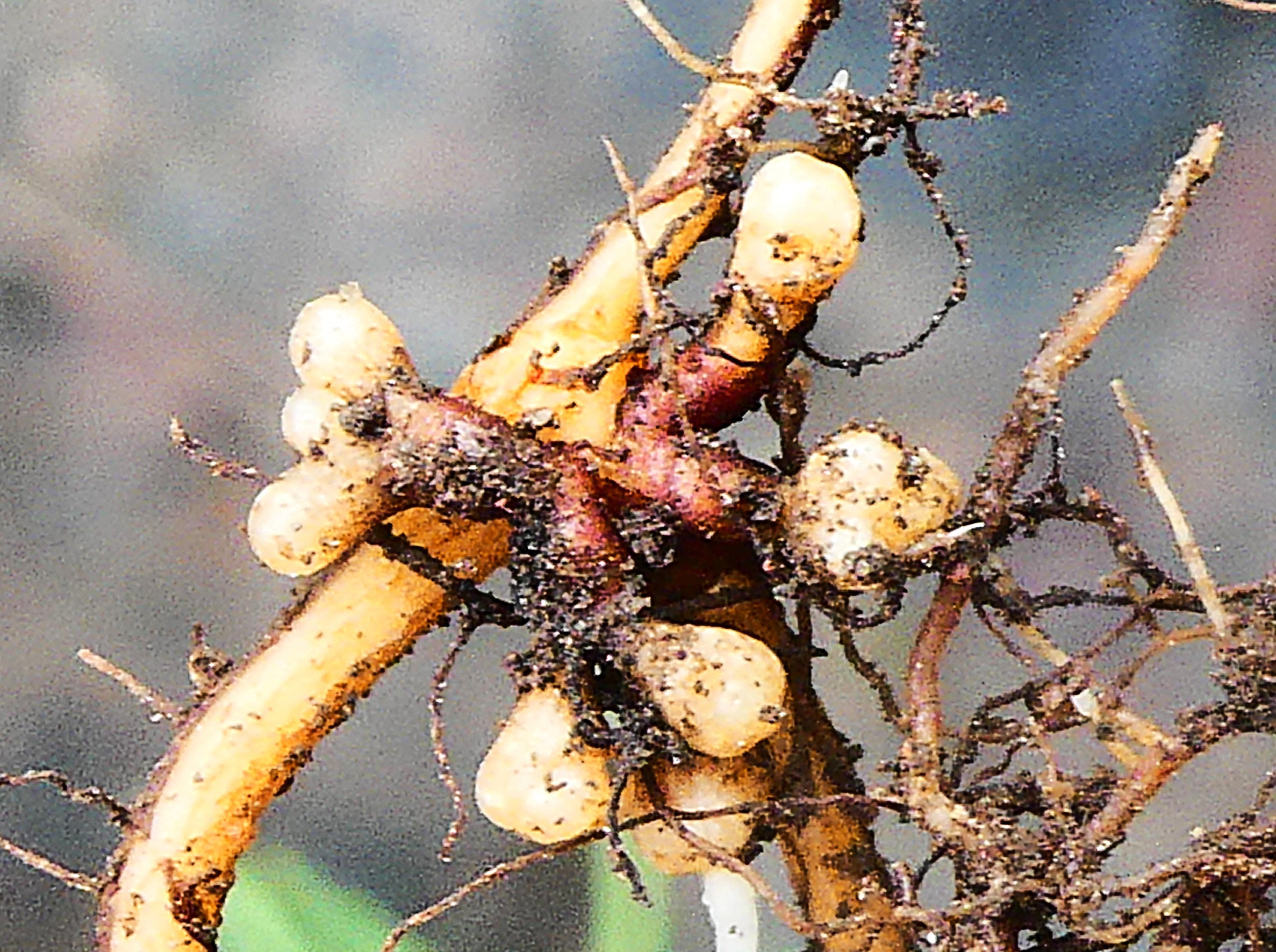 Nodosités Filao.JPG