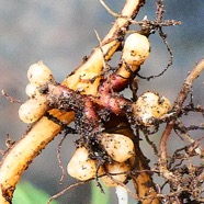 Nodosités Filao.JPG