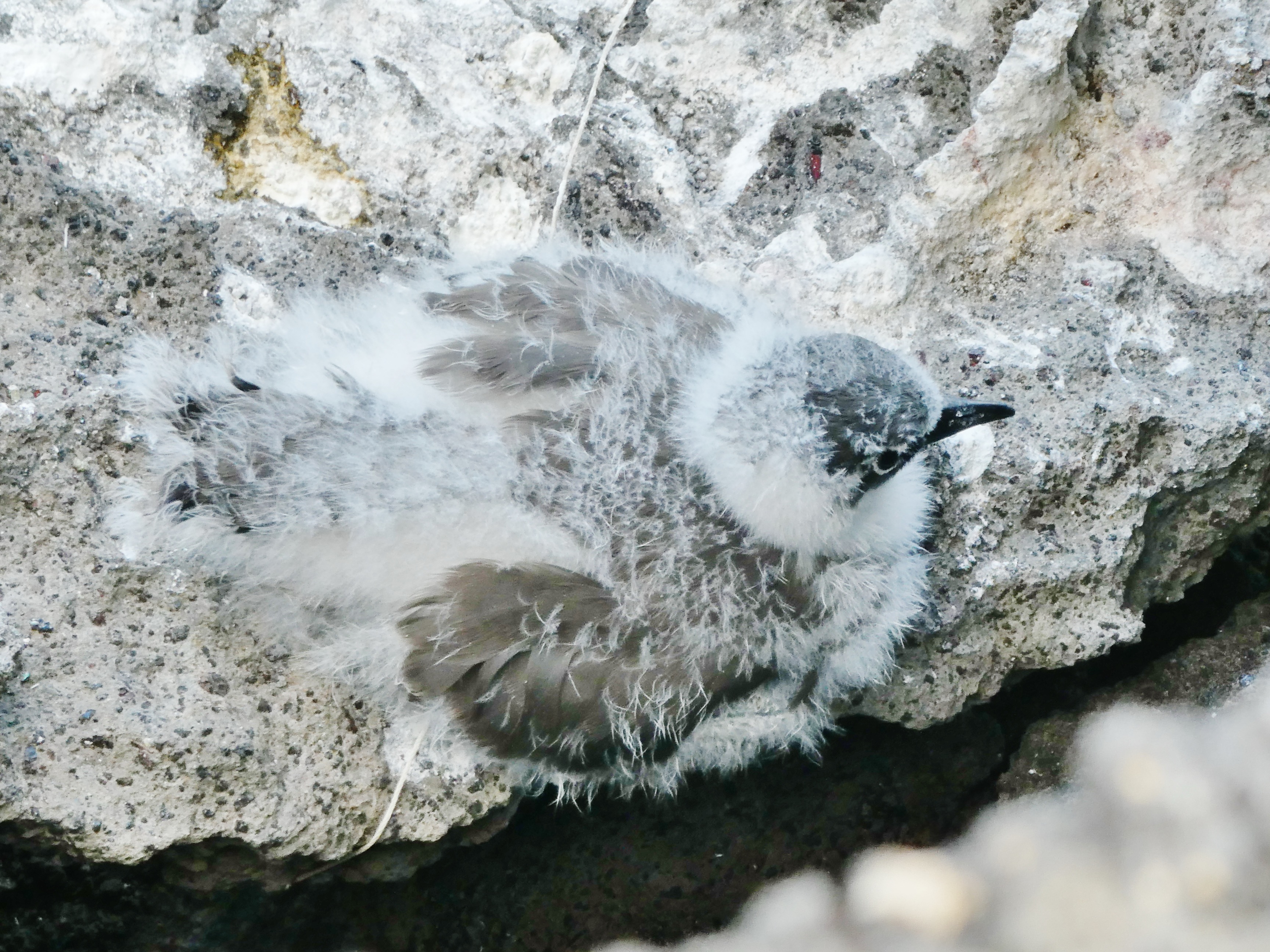 Poussin Noddi Grande Anse 20211204.JPG