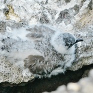 Poussin Noddi Grande Anse 20211204.JPG