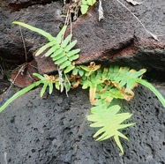 Pteris vittata.JPG