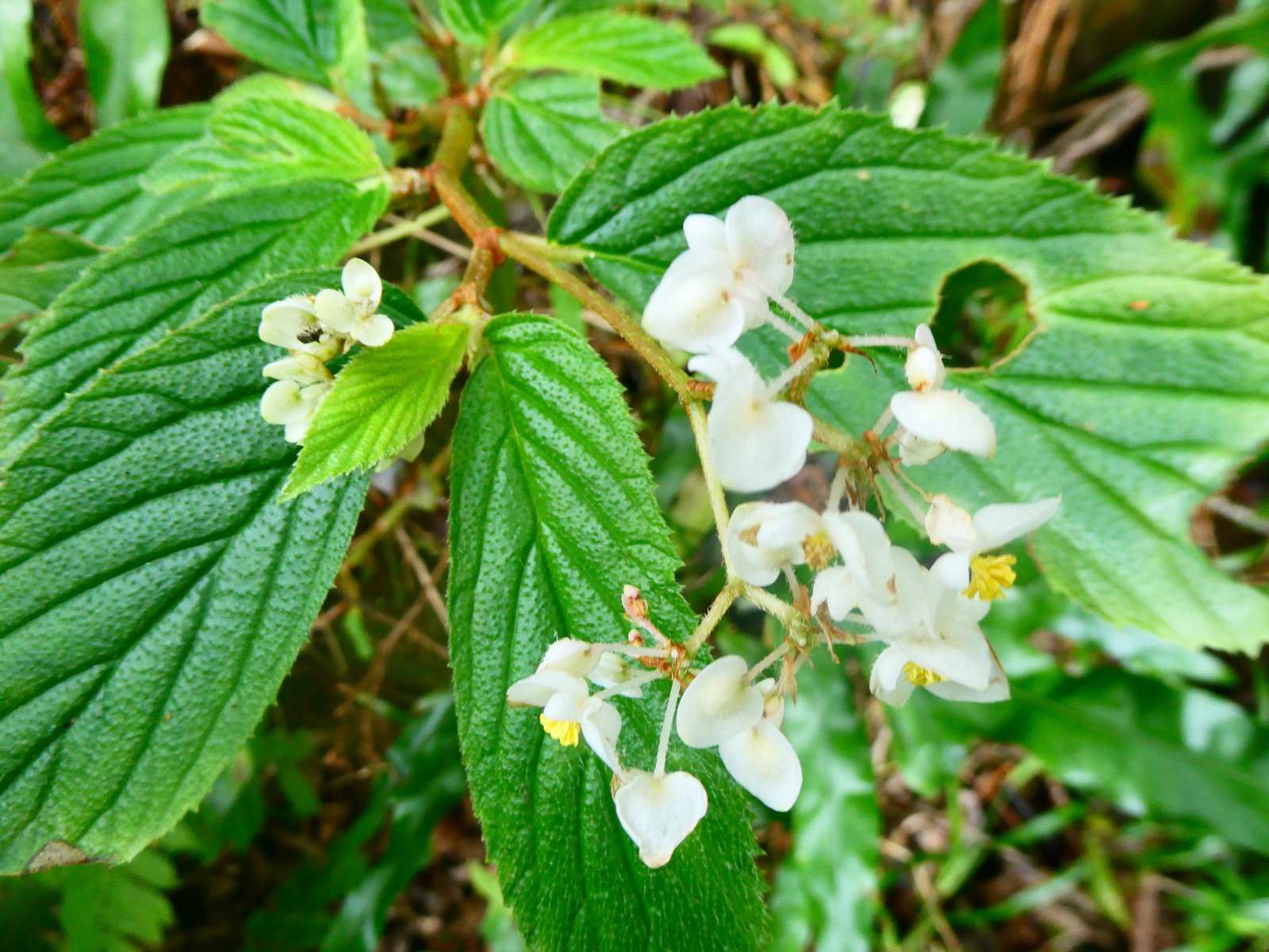 Begonia ulmifolia.JPG