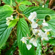 Begonia ulmifolia.JPG