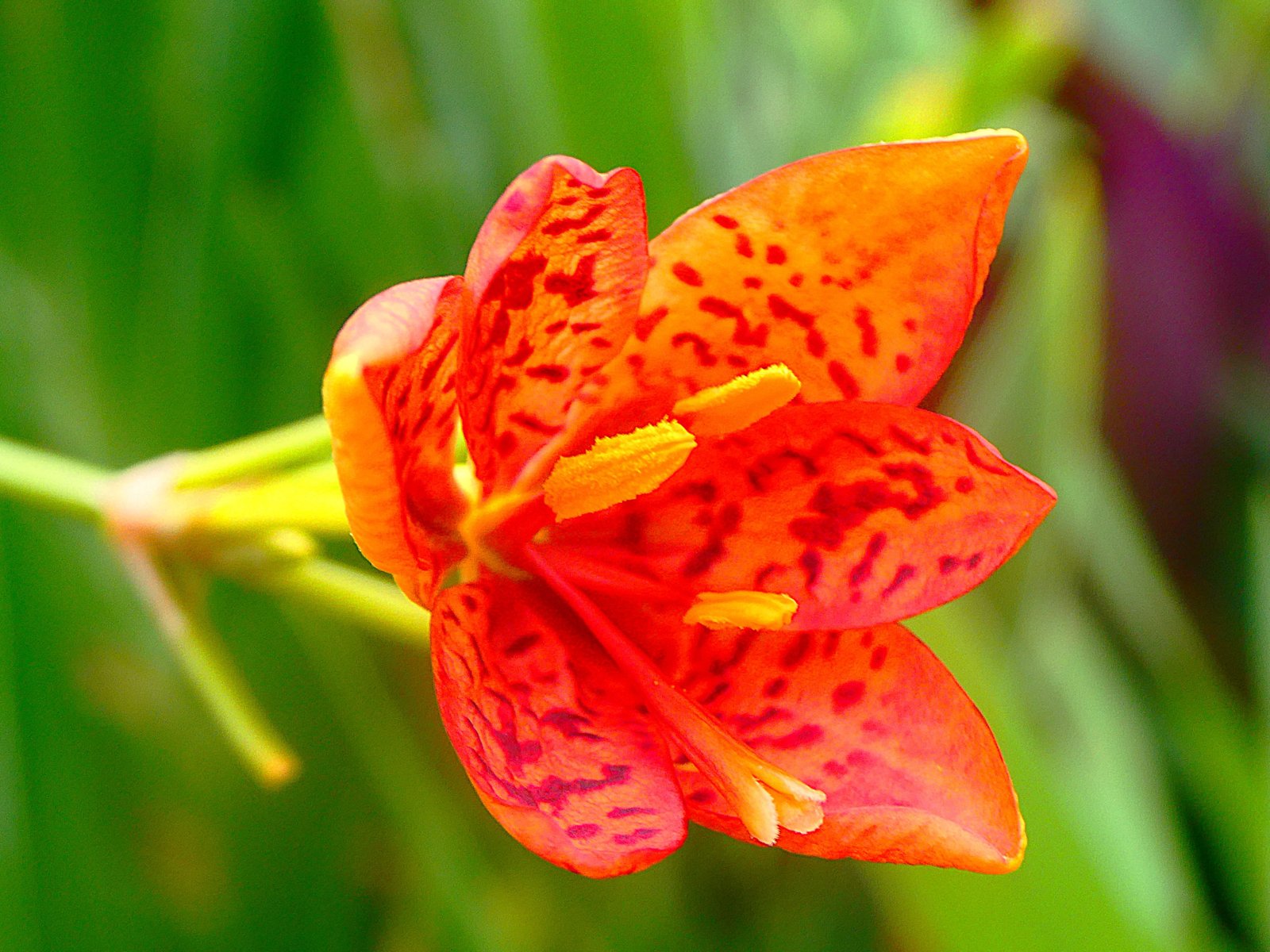 Iris domestica.JPG