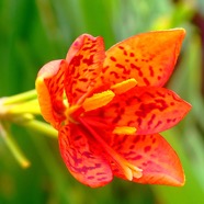 Iris domestica.JPG