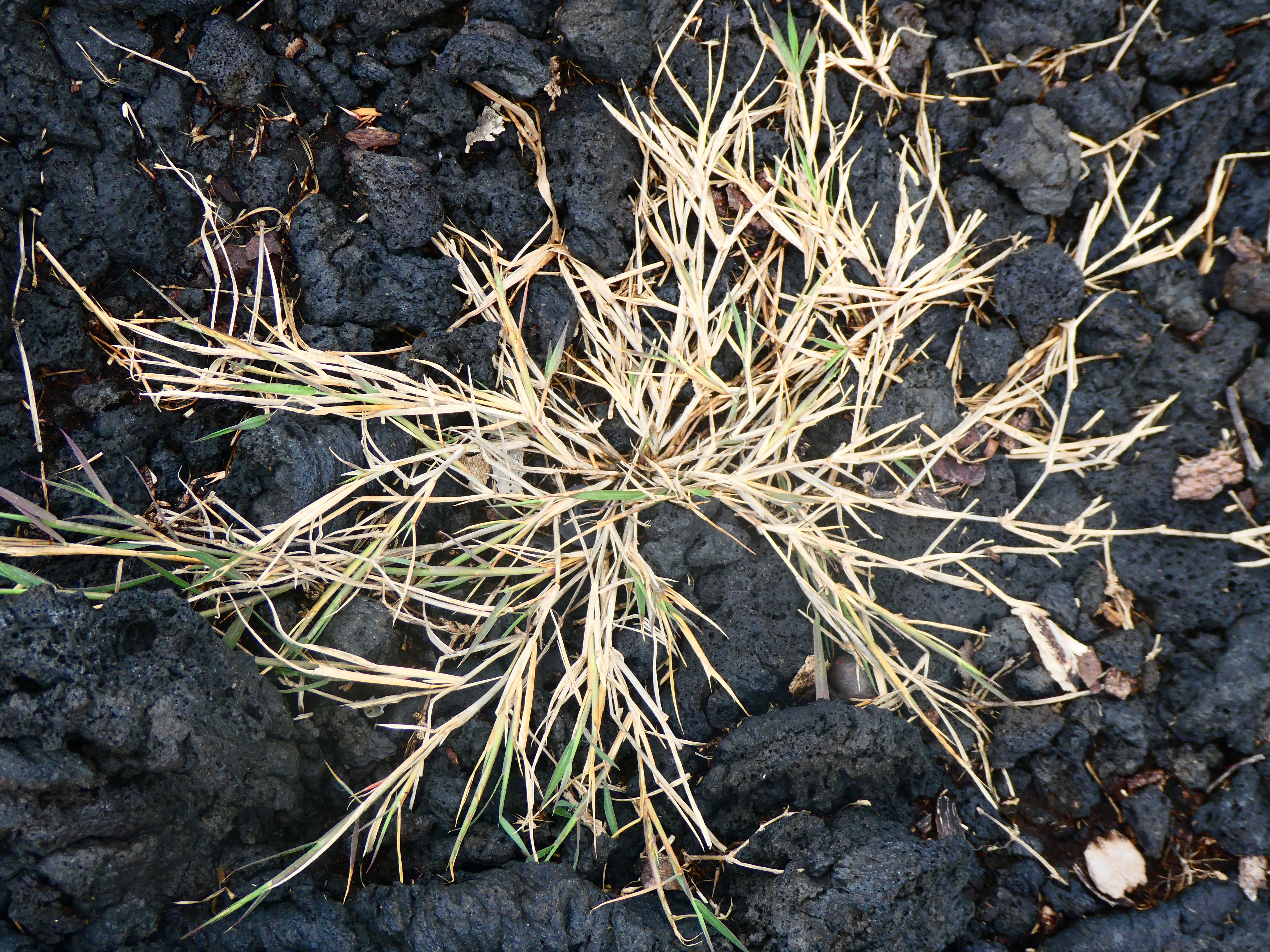 Lepturus repens.jpeg