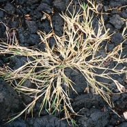 Lepturus repens.jpeg