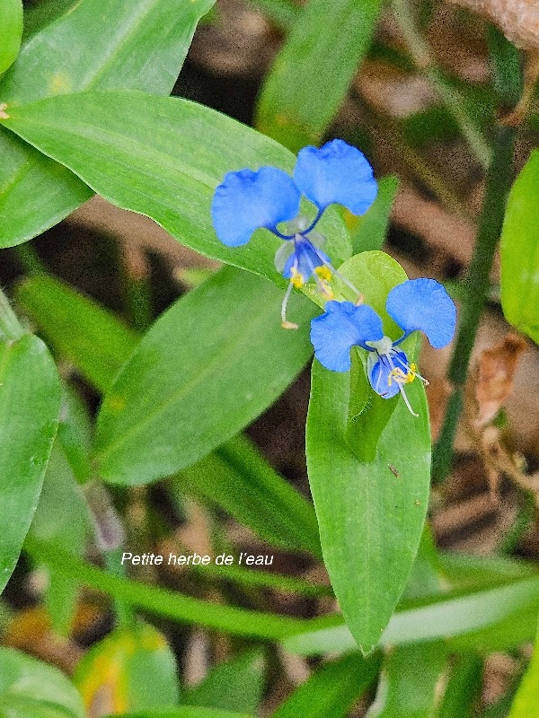  Commelina diffusa Petite herbe de l'eau Commelinaceae INDIGENE ?.jpeg