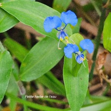  Commelina diffusa Petite herbe de l'eau Commelinaceae INDIGENE ?.jpeg