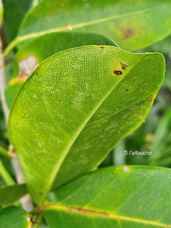  Ficus reflexa Ti l'affouche Moraceae INDIGENE  La Réunion 6.jpeg