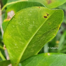  Ficus reflexa Ti l'affouche Moraceae INDIGENE  La Réunion 6.jpeg