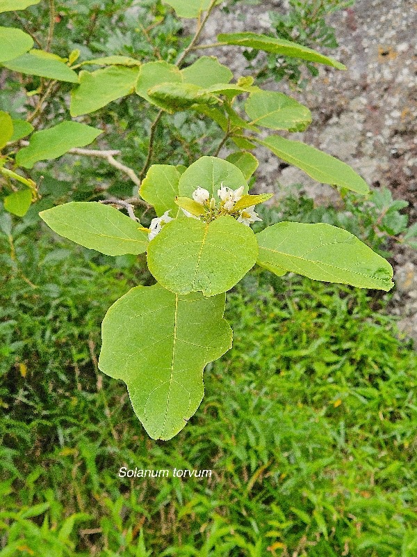  Solanum torvum Solanaceae STENONATURALISE Envahissant seulement en milieux perturbés 41.jpeg