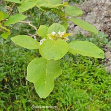  Solanum torvum Solanaceae STENONATURALISE Envahissant seulement en milieux perturbés 41.jpeg
