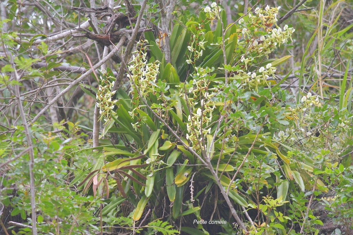 Angraecum eburneum Petite comète Orchidaceae INDIGENE  La Réunion 5058.jpeg