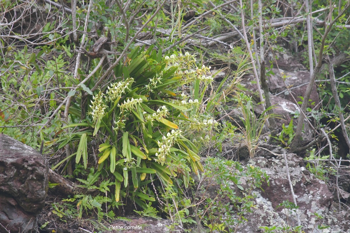 Angraecum eburneum Petite comète Orchidaceae INDIGENE La Réunion 5056.jpeg