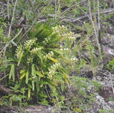 Angraecum eburneum Petite comète Orchidaceae INDIGENE La Réunion 5056.jpeg