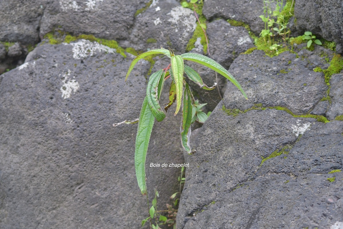 Boehmeria penduliflora Bois de chapelet Urticaceae AMPHINATURALISE Très envahissant 5067.jpeg