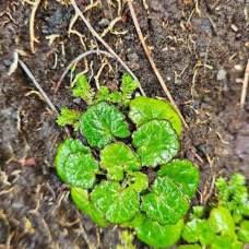 Centella asiatica Cochléaria Apiaceae INDIGENE La Réunion 35.jpeg