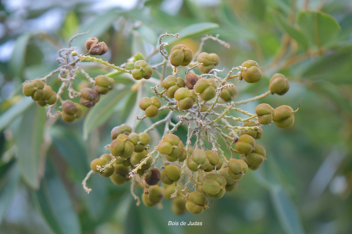 Cossinia pinnata Bois de Judas Sapindaceae 5024.jpeg