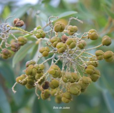 Cossinia pinnata Bois de Judas Sapindaceae 5024.jpeg