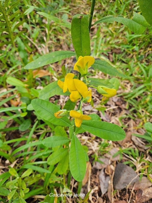 Crotalaria retusa Cascavelle jaune Fabaceae CRYPTOGENE Envahissant seulement en milieux perturbés 20.jpeg