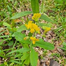 Crotalaria retusa Cascavelle jaune Fabaceae CRYPTOGENE Envahissant seulement en milieux perturbés 20.jpeg