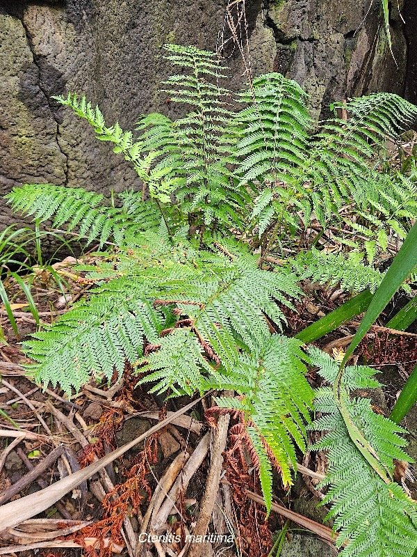 Ctenitis maritima Dryopteridaceae ENDEMIQUE La Réunion, Maurice 28.jpeg