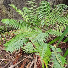 Ctenitis maritima Dryopteridaceae ENDEMIQUE La Réunion, Maurice 28.jpeg