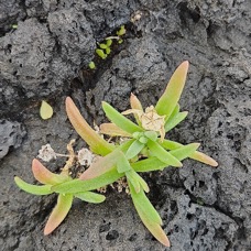 Delosperma napiforme Lavangère Aizoaceae ENDEMIQUE La Réunion 852.jpeg