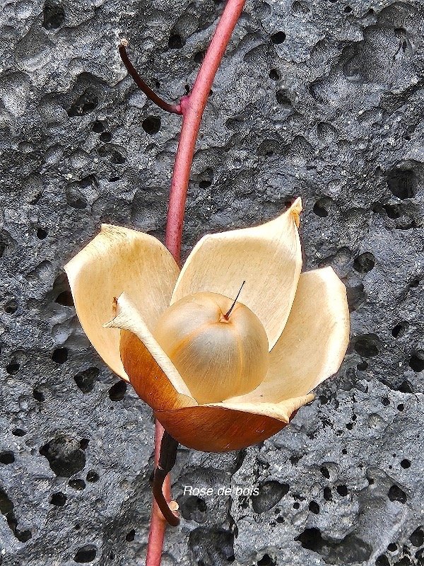 Distimake tuberosus Rose de bois Convolvulaceae AMPHINATURALISE Envahissant seulement en milieux perturbés 31.jpeg
