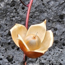 Distimake tuberosus Rose de bois Convolvulaceae AMPHINATURALISE Envahissant seulement en milieux perturbés 31.jpeg