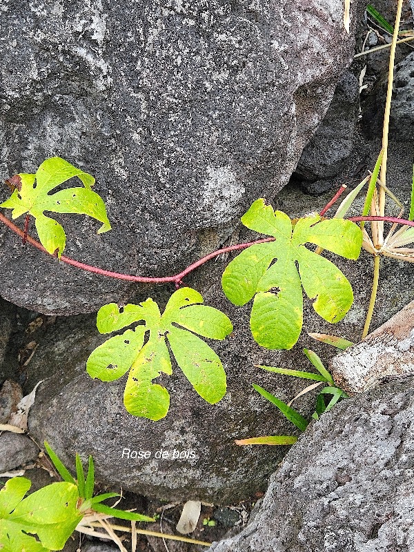 Distimake tuberosus Rose de bois Convolvulaceae AMPHINATURALISE Envahissant seulement en milieux perturbés 58.jpeg