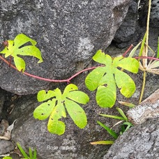 Distimake tuberosus Rose de bois Convolvulaceae AMPHINATURALISE Envahissant seulement en milieux perturbés 58.jpeg