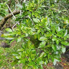 Doratoxylon apetalum Bois de gaulette Sapindaceae INDIGENE  La Réunion 6.jpeg