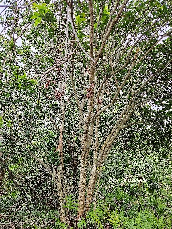 Doratoxylon apetalum Bois de gaulette Sapindaceae Indigène La Réunion 9.jpeg