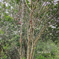 Doratoxylon apetalum Bois de gaulette Sapindaceae Indigène La Réunion 9.jpeg