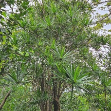 Dracaena reflexa Bois de chandelle Asparagaceae INDIGENE  La Réunion 3.jpeg