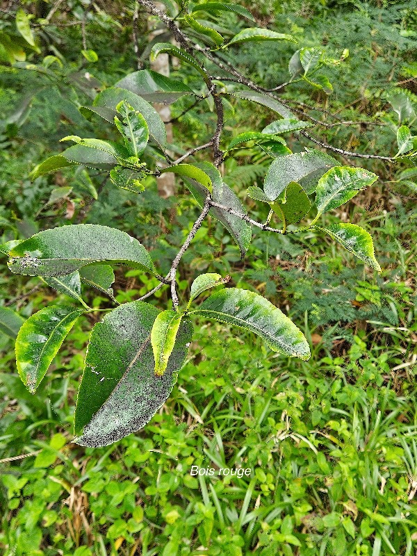 Elaeodendron orientale Bois rouge Celastraceae Endémique Mascareignes 29.jpeg