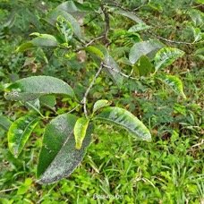 Elaeodendron orientale Bois rouge Celastraceae Endémique Mascareignes 29.jpeg