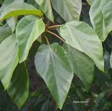 Ficus mauritiana Figue marron Moraceae ENDEMIQUE La Réunion, Maurice 5235.jpeg