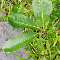 Ficus reflexa Ti l'affouche Moraceae INDIGENE  La Réunion 4.jpeg