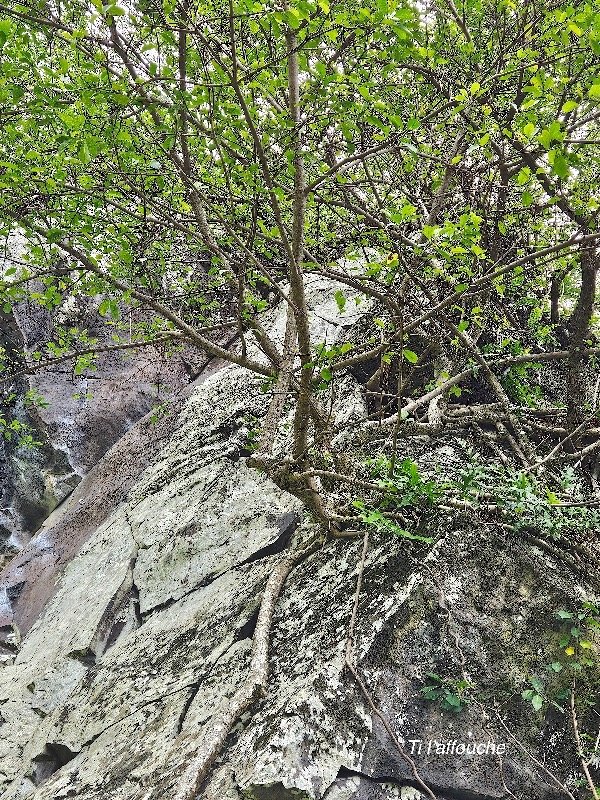 Ficus reflexa Ti l'affouche Moraceae INDIGENE La Réunion 54.jpeg